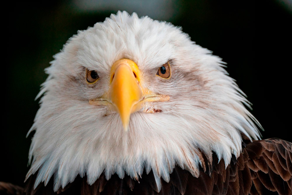 Fotografía de un águila hecha con el Tamron 150-500mm