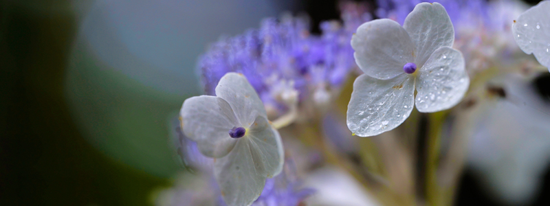 sigma 105 macro DG DN